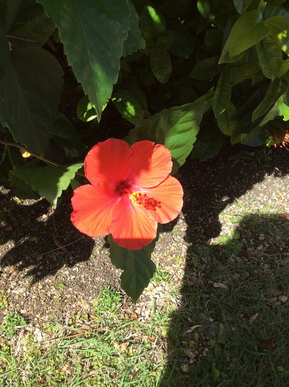 Hibiscus du jardin d’Iguana Bay